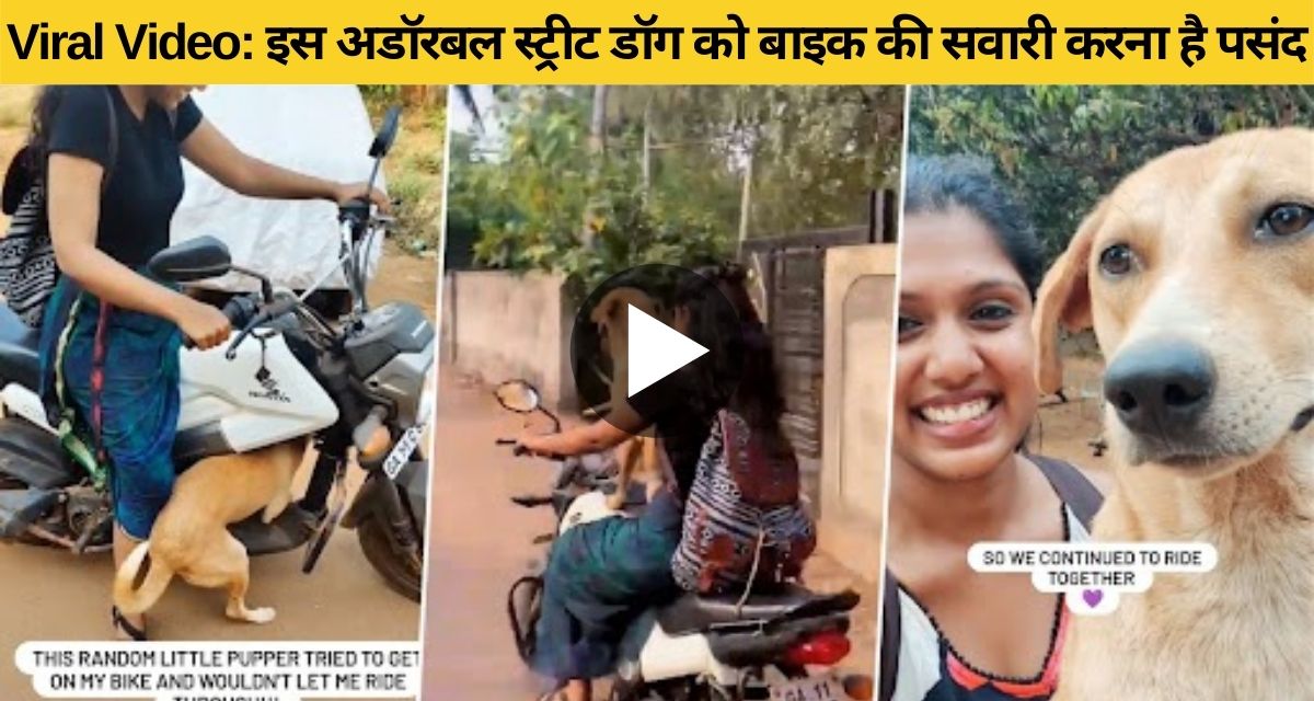 Adorable Street Dog Riding Bike