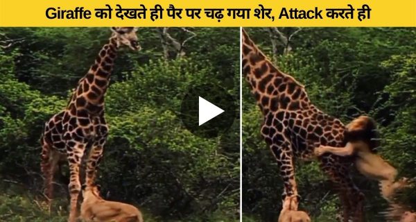 शेर के हमले का जिराफ ने ऐसे दिया पलट जवाब, देखें खौफनाक Video
