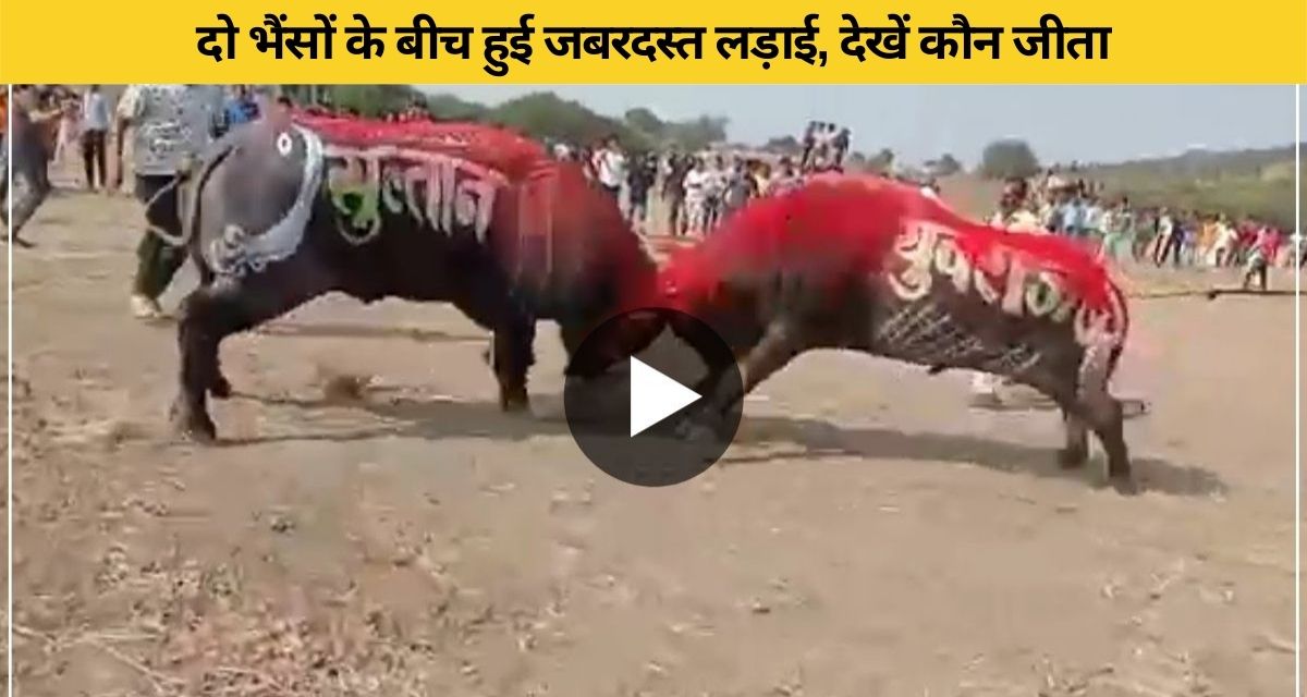 battle between two buffaloes