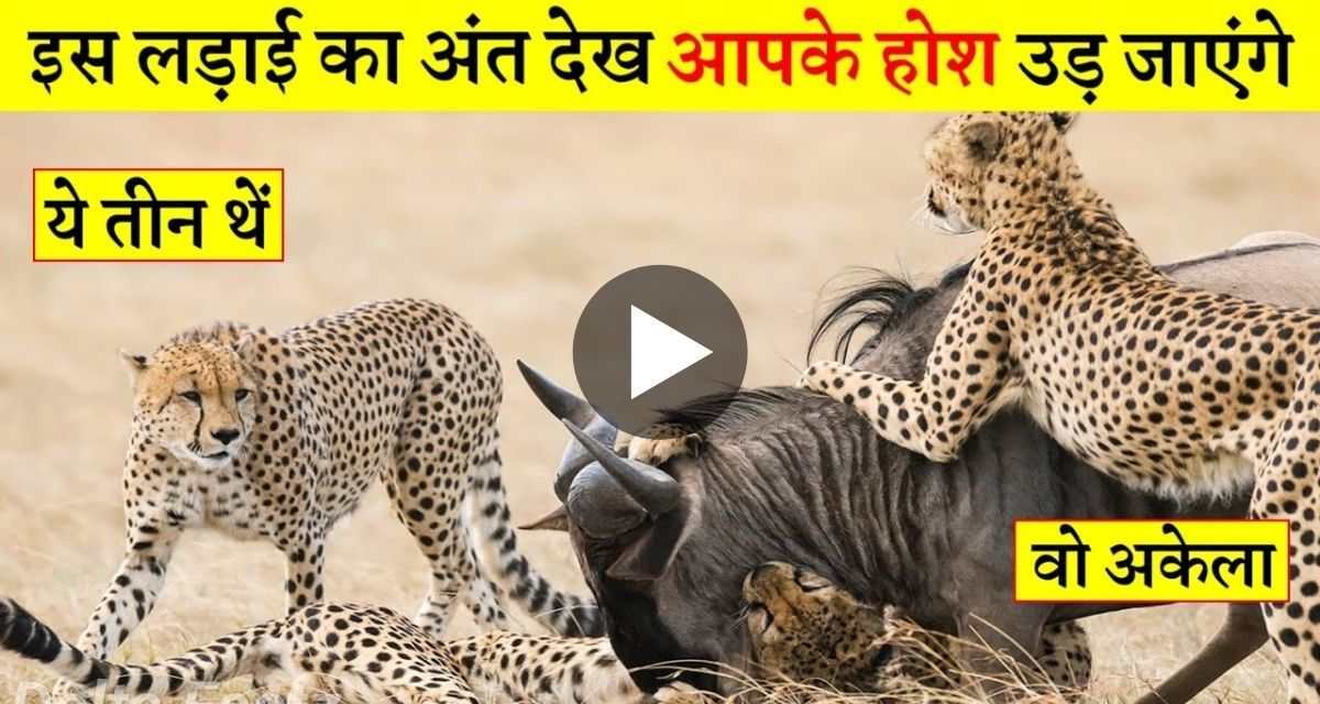 Taking buffalo lightly was heavy on three cheetahs