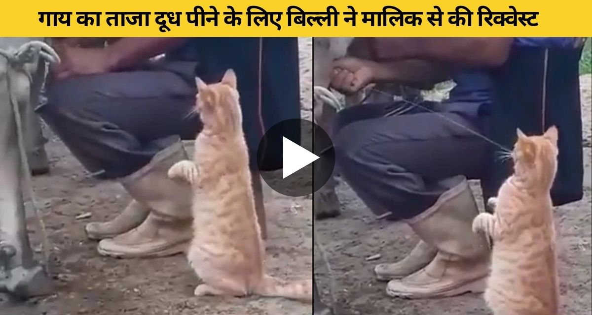 Cat gave a cute reaction after drinking fresh milk from the cow's udder