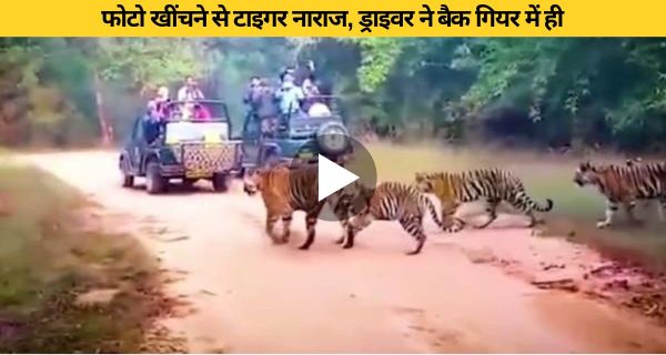 जंगल सफारी पर निकले टूरिस्ट ने टाइगर का फोटो खींचने की कर दी गलती