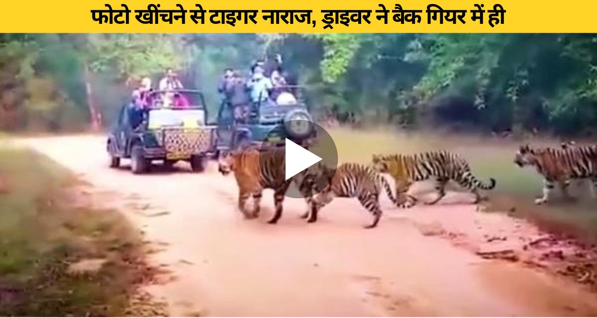 Tourist who went on jungle safari made the mistake of taking photo of tiger