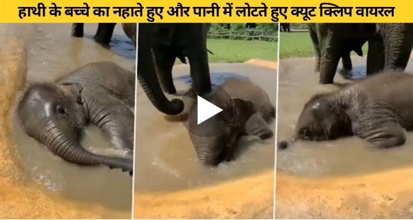 पानी में लुढ़क लुढ़क कर नहाने का मजे ले रहे हाथी के बच्चे का खूबसूरत वीडियो वायरल