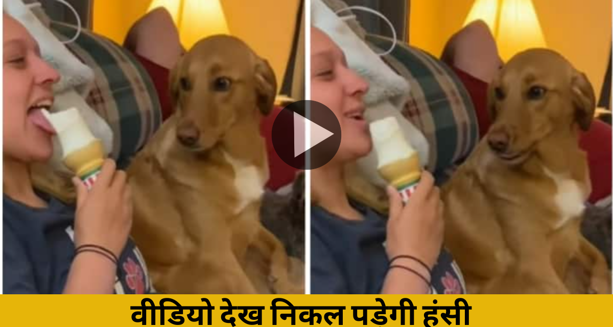 Seeing the mistress eating ice cream, the dog licked the tongue, will laugh after watching the video