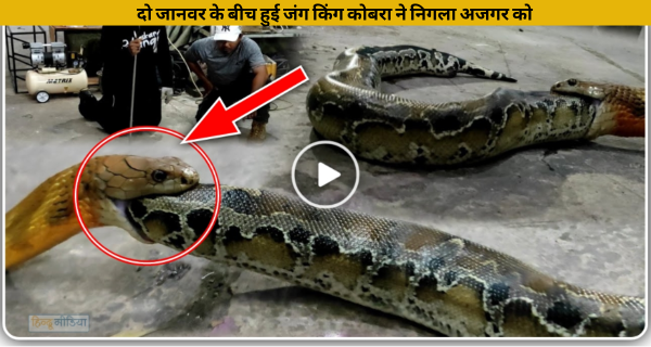 दो जानवर के बीच हुई जंग किंग कोबरा ने निगला अजगर को, वीडियो हुआ वायरल