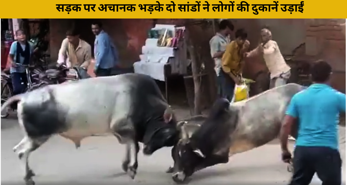 Two bulls suddenly got angry on the road, destroyed people's shops