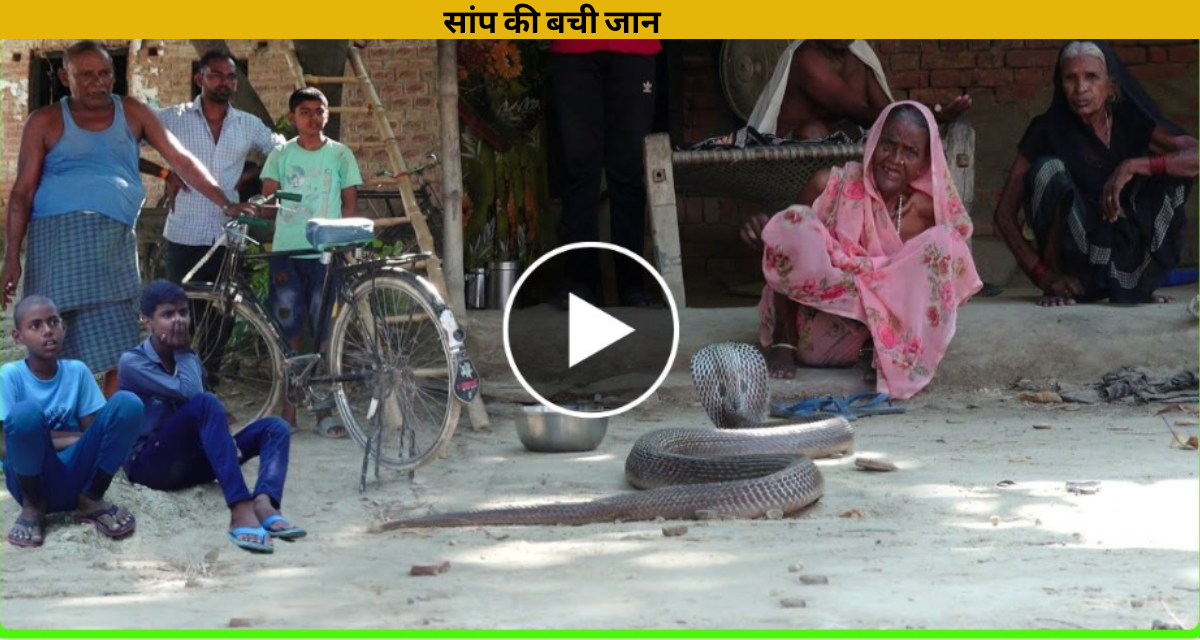 The snake was drinking milk when the child molested then the snake landed the child to death