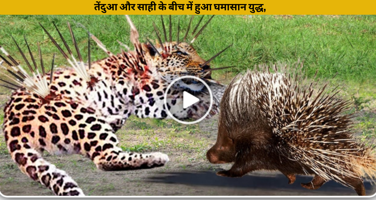 A fierce battle took place between the leopard and the porcupine, you will also be shocked to see the video