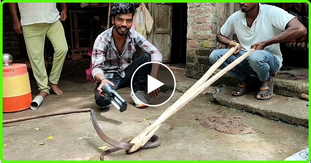 The snake entered the pipe of the courtyard of the house, people got goosebumps after seeing it