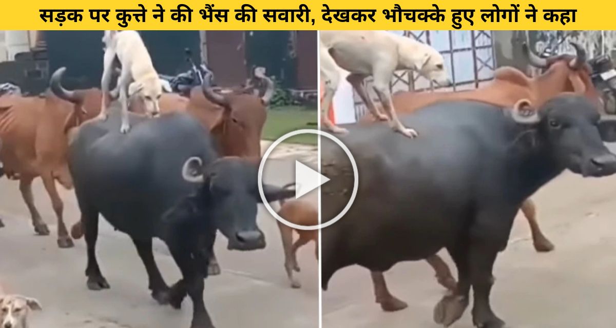 The dog took a royal ride on the buffalo, watching the video, the users said- "It seems that the dog is fond of Nawabi"