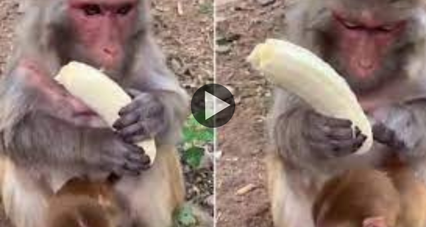 बेबी बंदर को केला छीलकर खिला रही है मां, दिल छू लेगा ये वीडियो