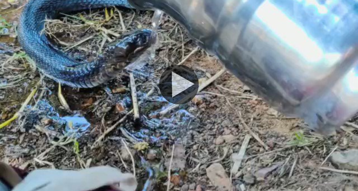 Injured snake seen in temple, thirst quenched by drinking water