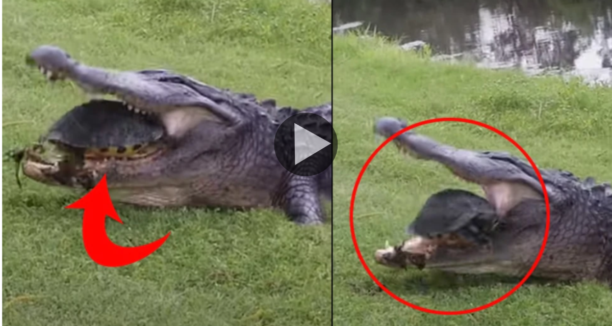 Put the turtle in the jaw and then the crocodile started chewing hard