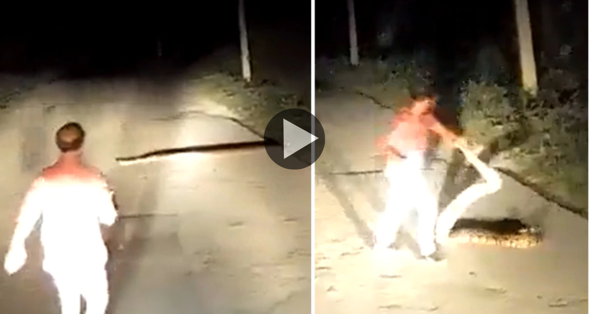 Seeing a dangerous snake on the road, this person did a breath-taking act