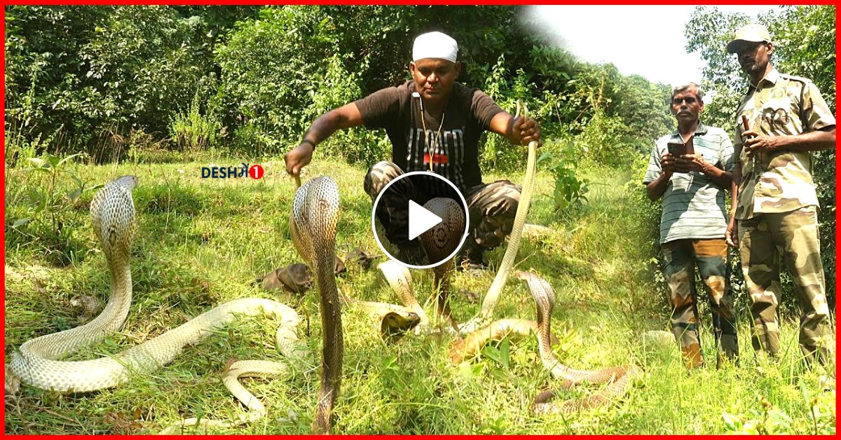 After catching a snake, the snake became aggressive while leaving it in the forest.