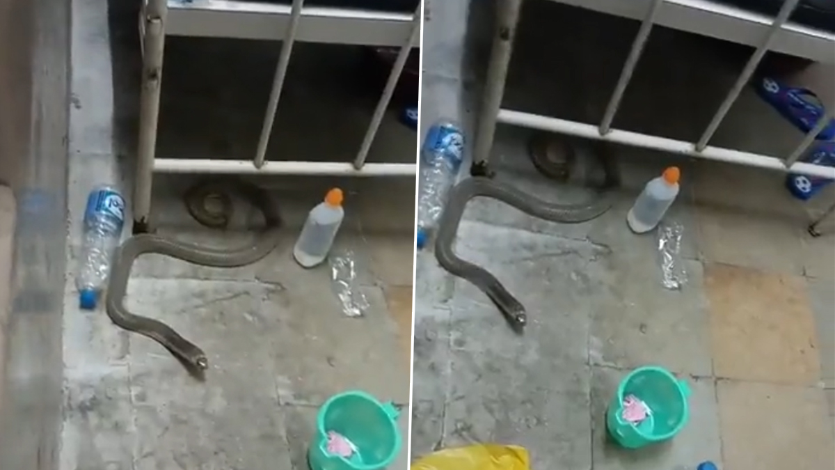 Snake found under patient's bed at Mahatma Gandhi Memorial Hospital in Telangana