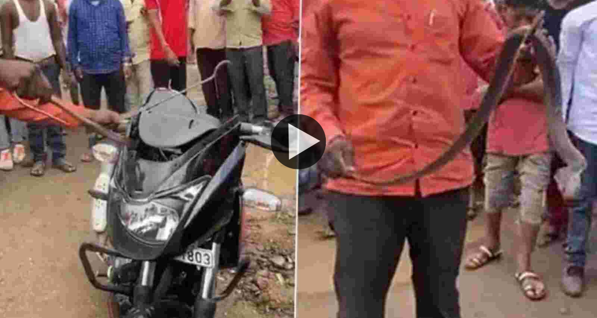 Cobra found hidden in headlight of bike running on Nashik road, rescued