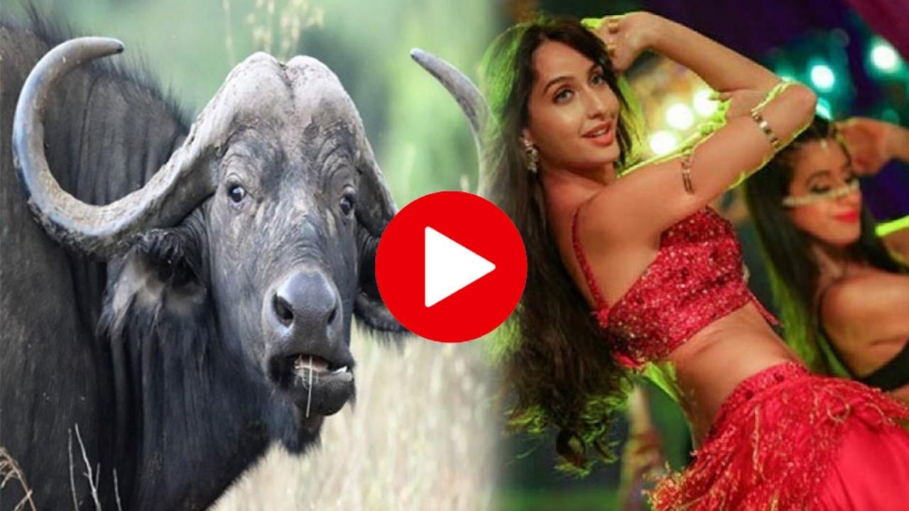 Bitter gourd e buffalo dance with Nora Fatehi too, seen a funny dance in the video