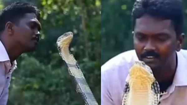 Video of a person kissing King Cobra went viral, people said - this kiss is deadly