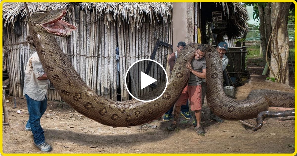 The world's most poisonous snake came out in the village, bad condition of the whole village