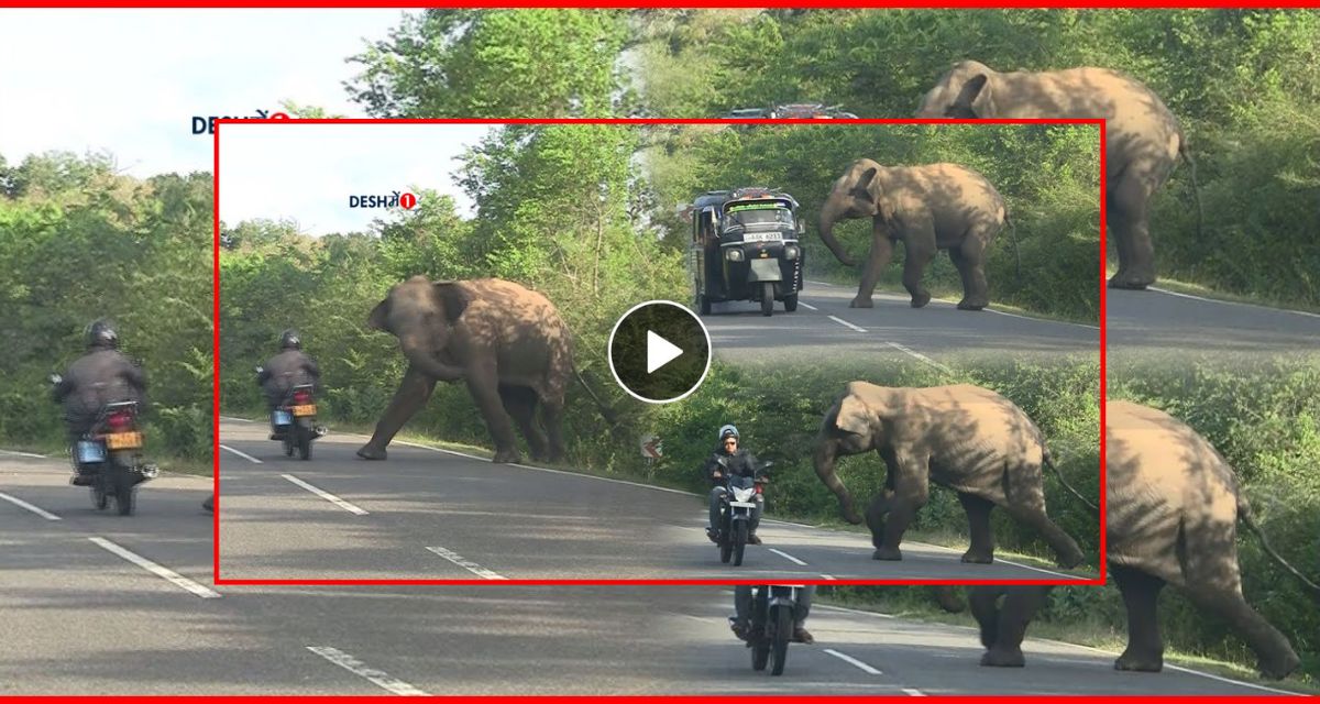 Elephant attacked people on the road