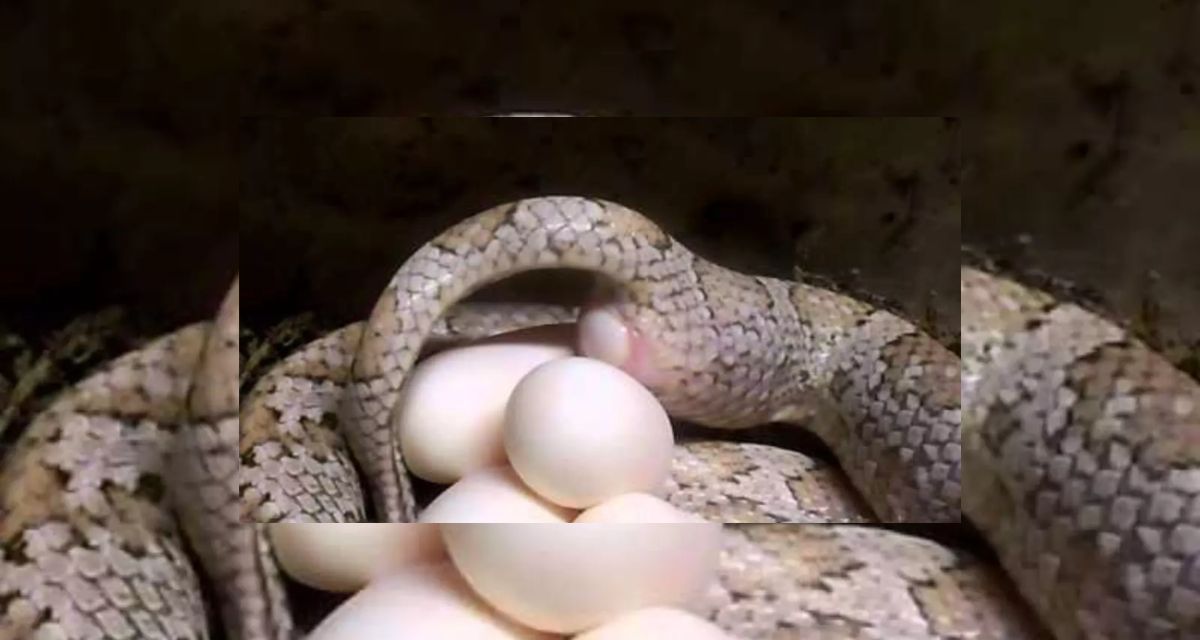 Video of snake laying eggs on the middle road was caught on camera