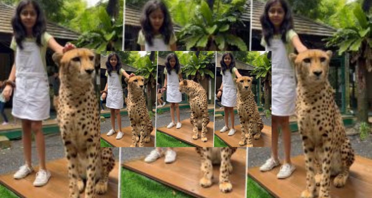 was caressing the cheetah with love, the cheetah got angry