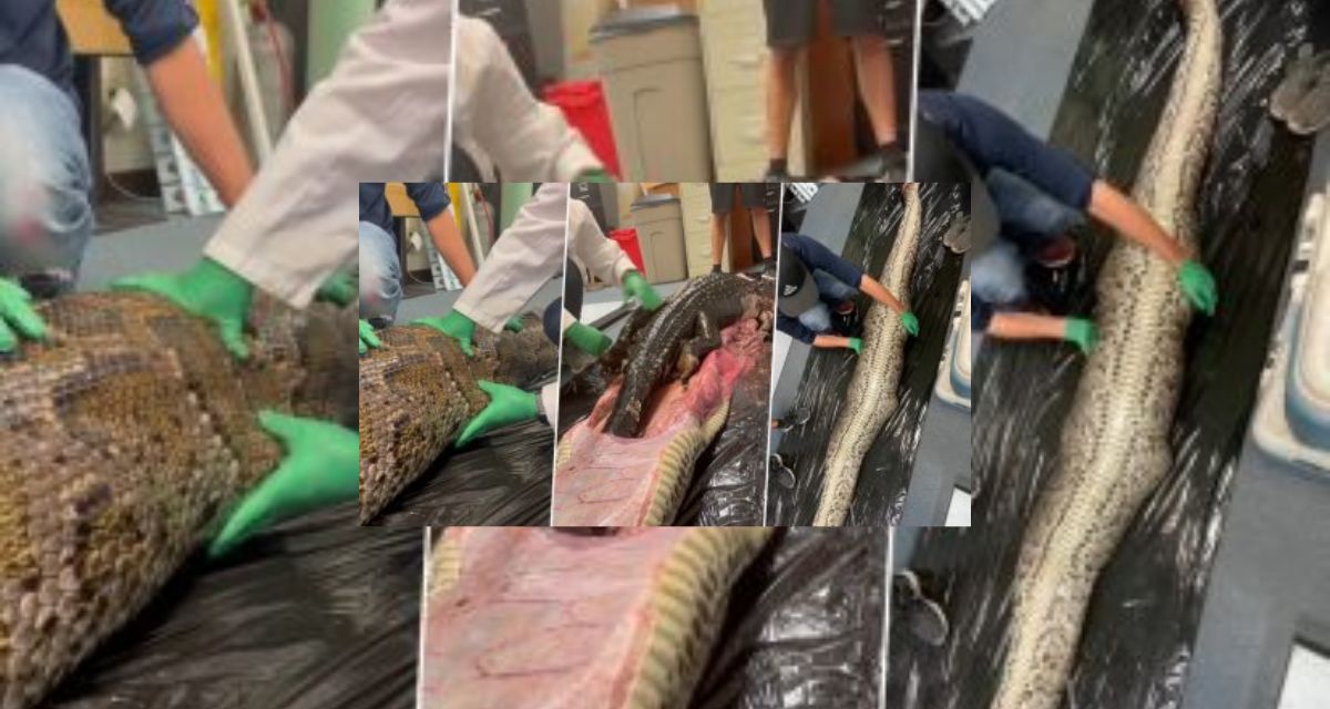 The python swallowed a full 5-foot alligator, the stomach was bloated