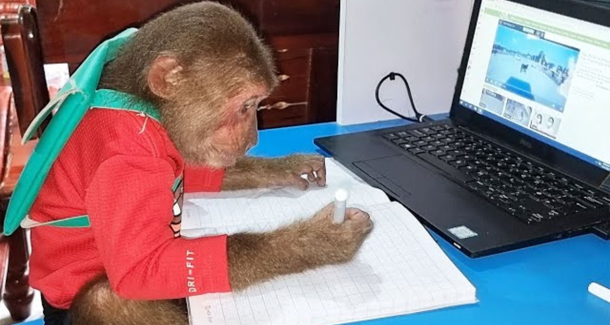 Monkey became software engineer after getting laptop