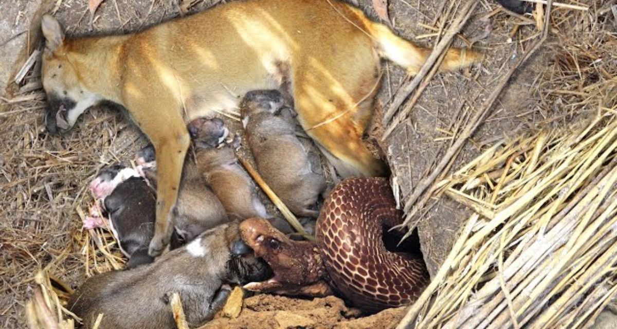 Cobra snake put the whole family to death