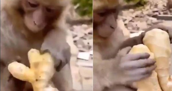 बंदर ने चखा अदरक का स्वाद, मुंह में डालते ही बनाने लगा ऐसा चेहरा,  वीडियो हुआ वायरल