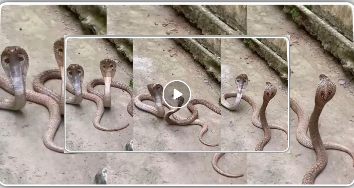 Two snakes were seen playing, people were surprised to see such a sight