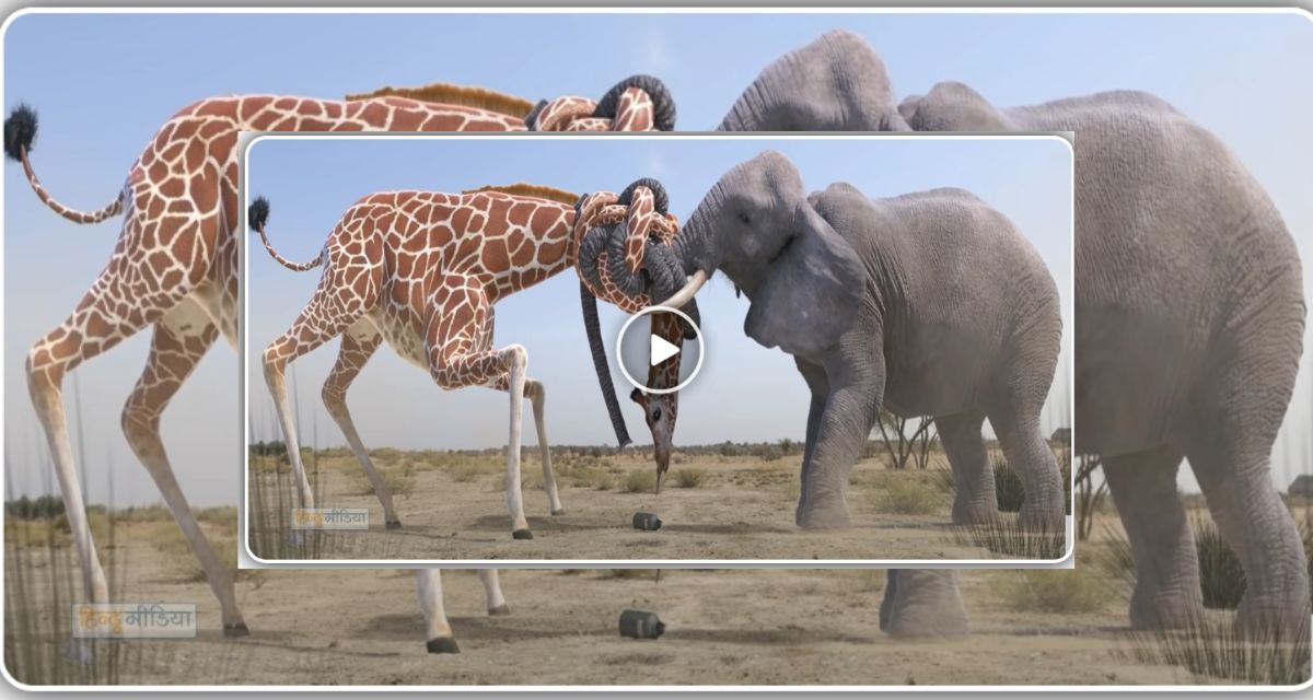 Video of fight between giraffe and elephant went viral