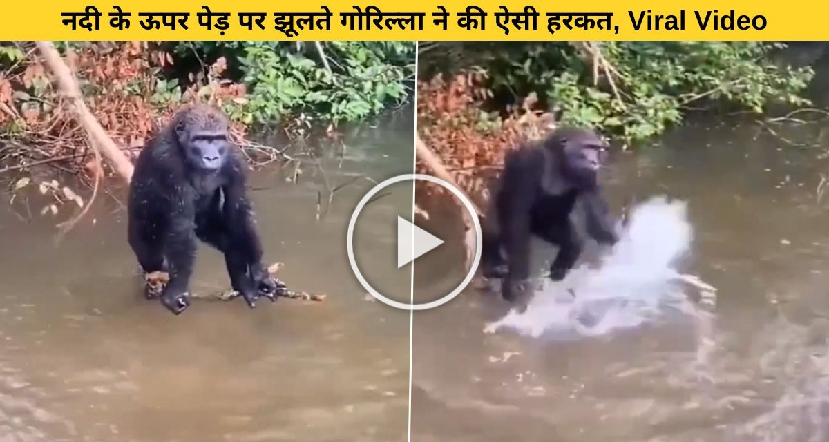 The action of the gorilla swinging on the tree above the river went viral