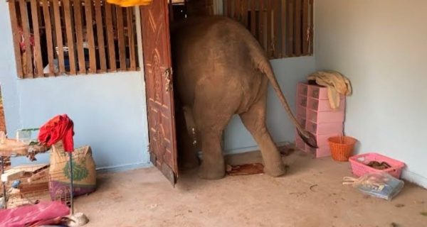 घर का दरवाजा खुला देख अंदर घुस गया हाथी, खाना खा रही महिला के साथ कर दिया ऐसा