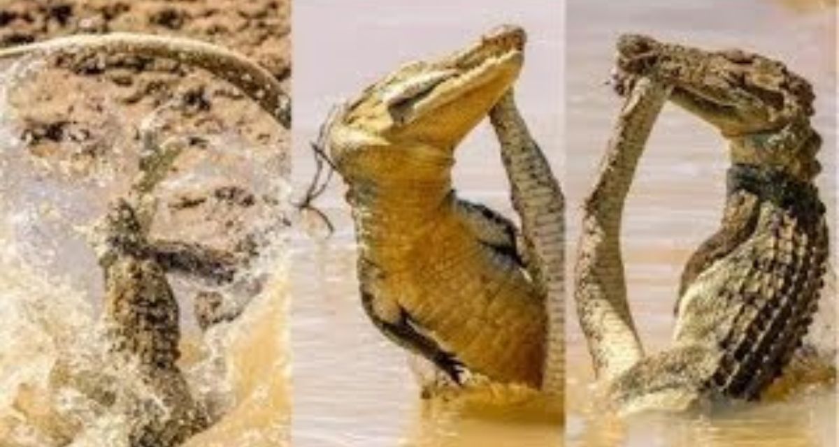 Crocodile and the world's most poisonous snake came face to face