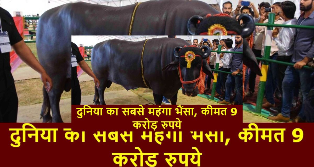 World's most expensive buffalo, worth Rs 9 crore, name is Yuvraj