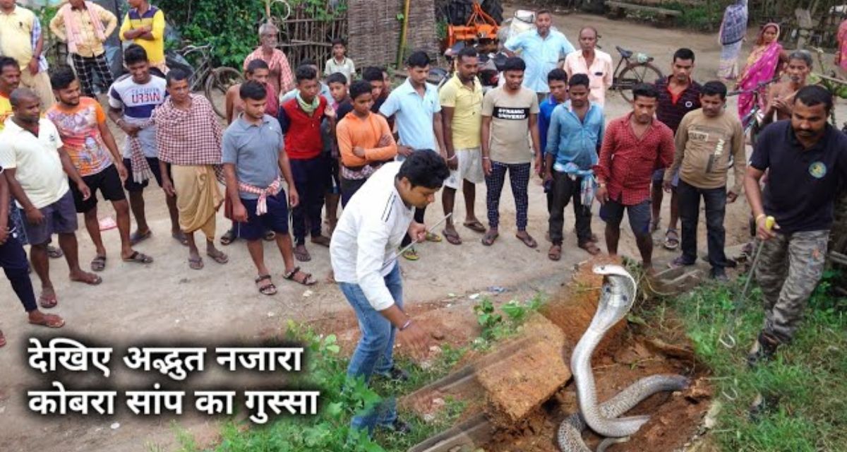 Poisonous snake found hidden among bricks, attacked rescuer too