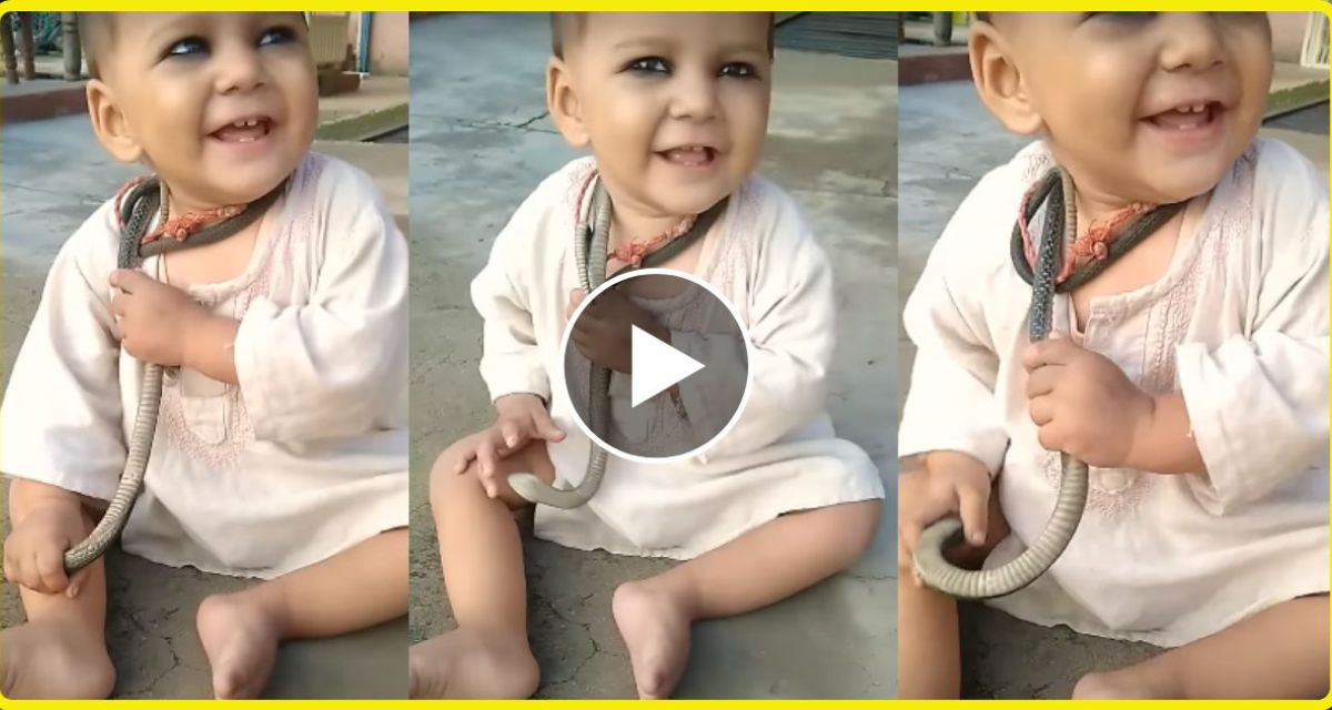 The child was playing with a snake wrapped around his neck, you will be horrified after watching the video