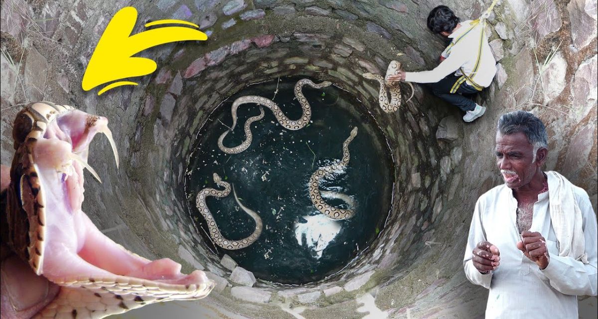 Whole family of cobra snake came out in the well as soon as the flow of water increased