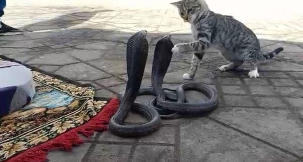 Seeing the snake, the angry cat attacked, the shocking video went viral