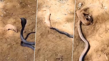 The mongoose swallowed the king cobra alive