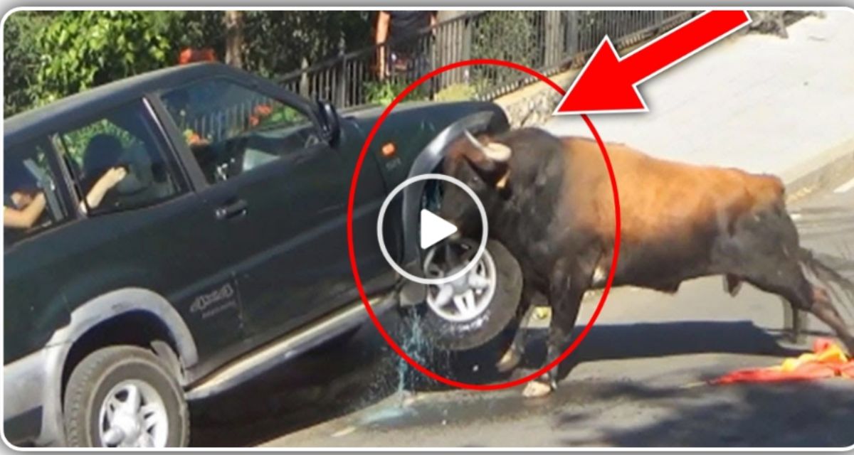 The bull got angry, started overturning the car parked on the road