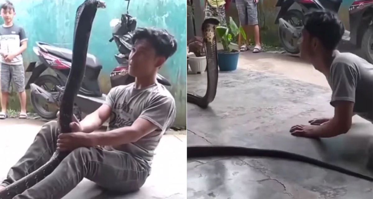 boy dances with king cobra