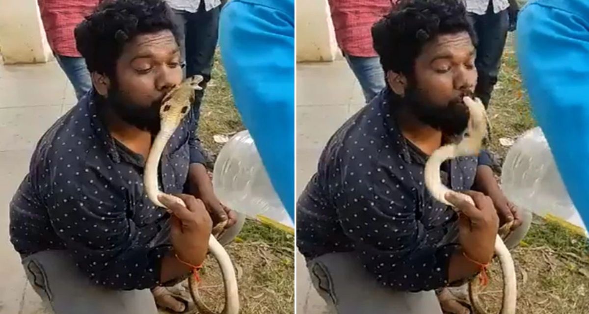 After catching the cobra, the man tried to kiss him