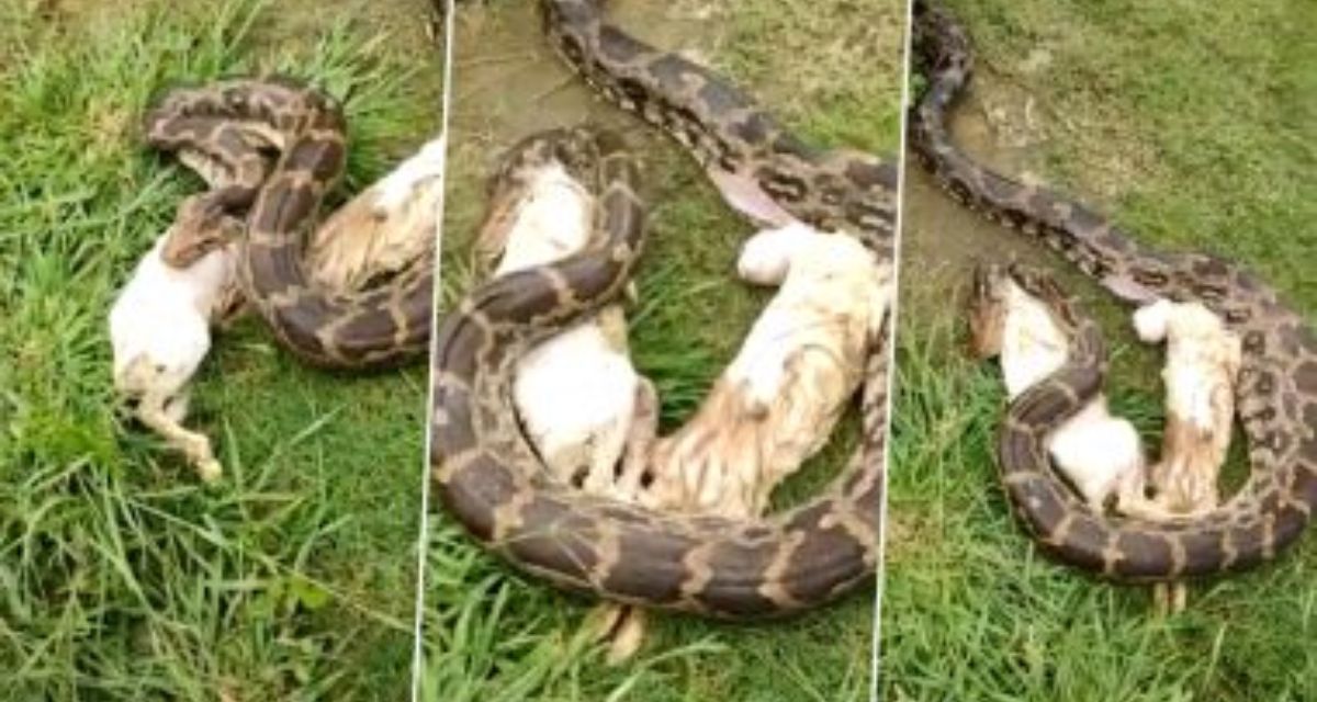 giant python swallows 3 rabbits