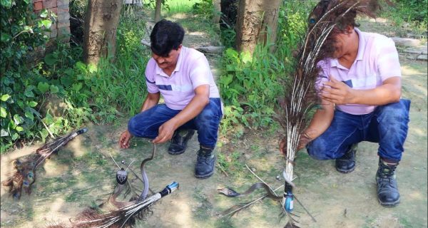 जहरीले सांप को भगाने के लिए मोरपंख का इस्तेमाल पड़ा भारी