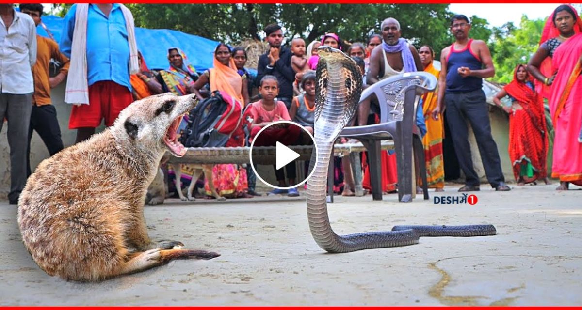 On seeing the snake, the mongoose erupted, there was a fierce fight between the two