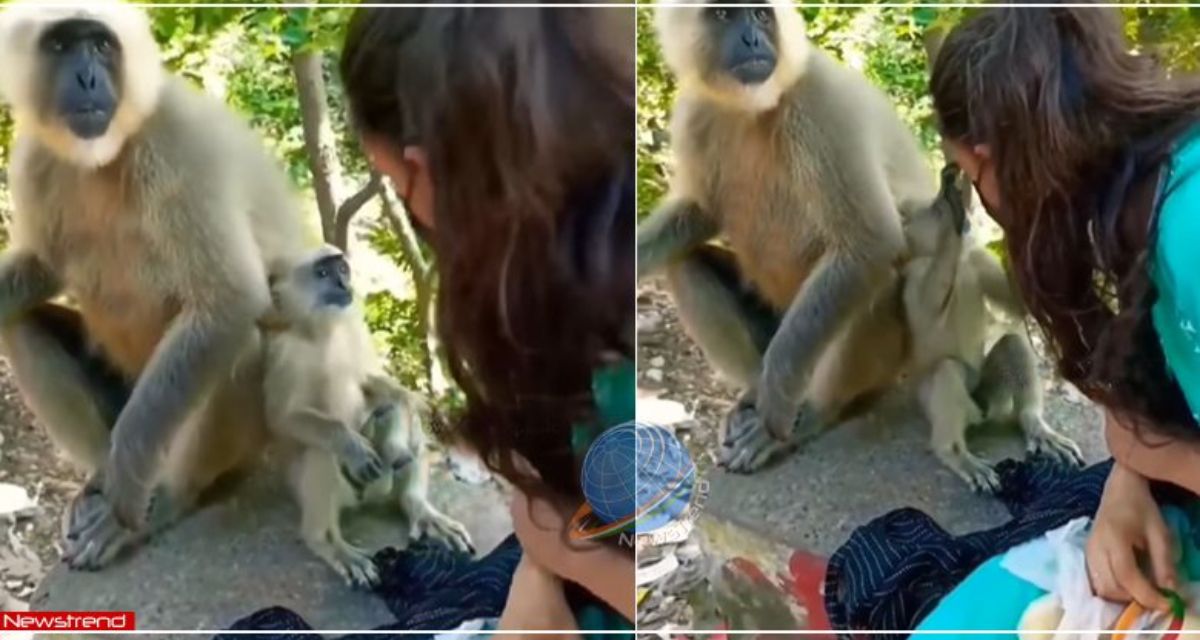 The baby of the langur showered love on the beautiful girl